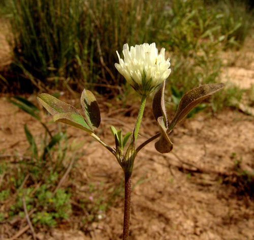 Trifolium berytheum