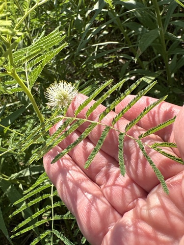 Desmanthus illinoensis
