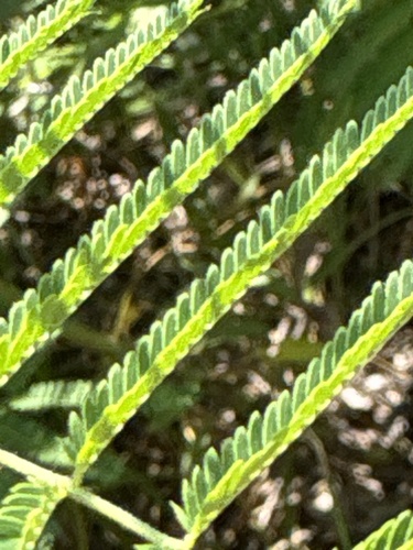 Desmanthus illinoensis