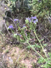 Phacelia congesta