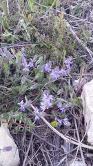 Veronica capsellicarpa