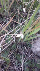 Brephulopsis bidens
