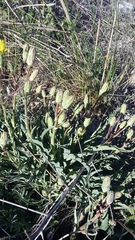 Takhtajaniantha crispa