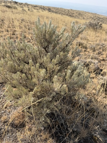Artemisia rigida, photograph 5