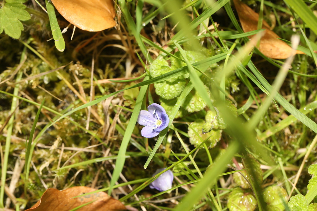 Veronica filiformis; photograph author not stated, no rights reserved