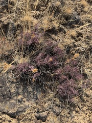 Penstemon gairdneri