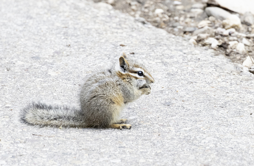 Cliff Chipmunk observed by stephen_wv