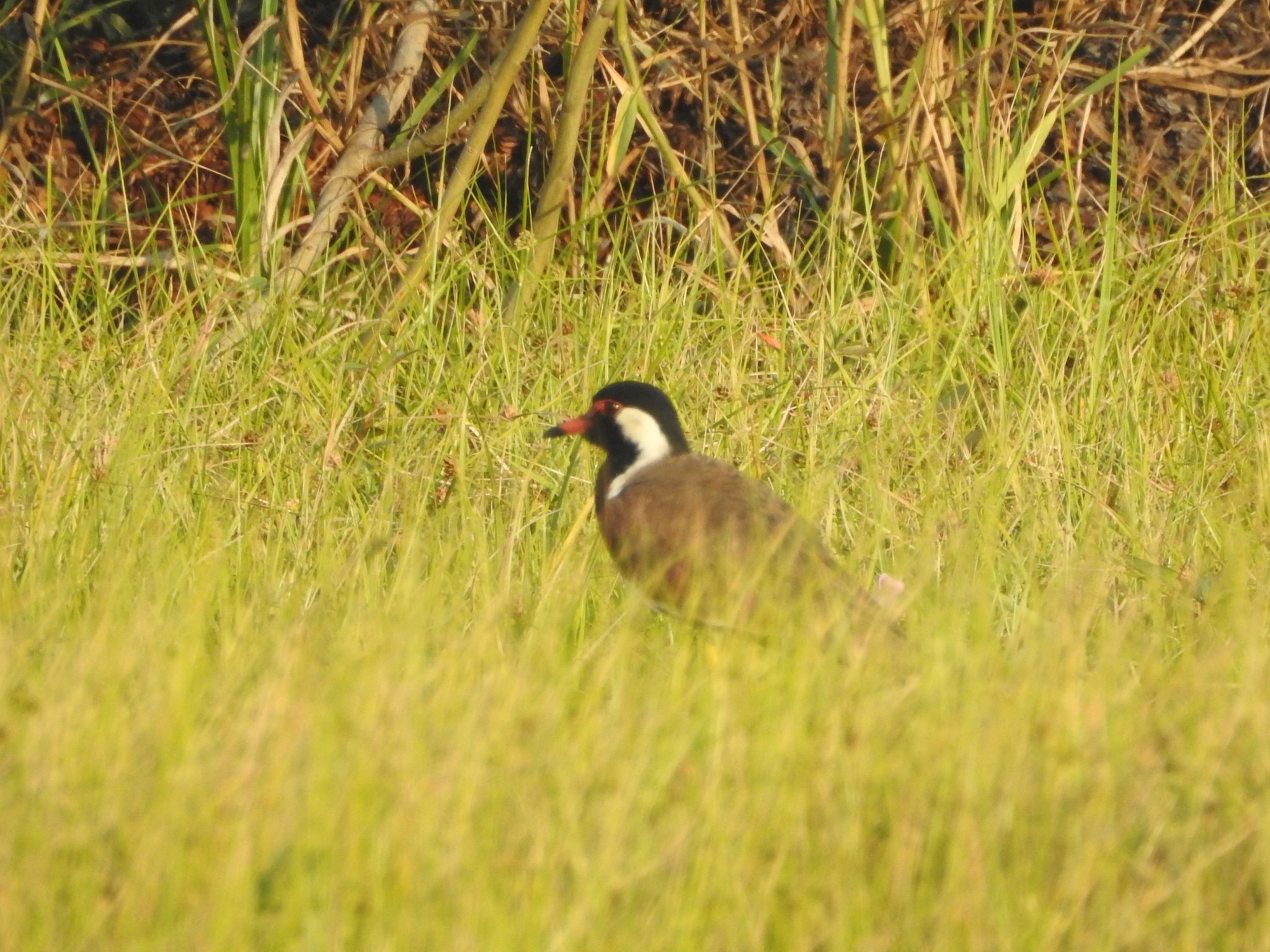Red-wattled Lapwing