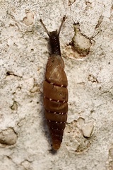 Papillifera papillaris image