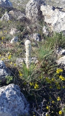 Asphodeline taurica