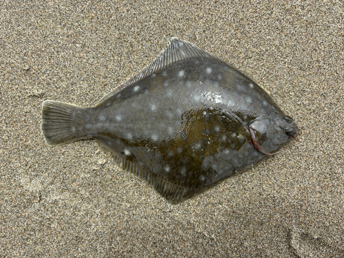 Diamond turbot (Hypsopsetta guttulata) — Pleuronectidae — 2