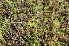 Lomatium utriculatum