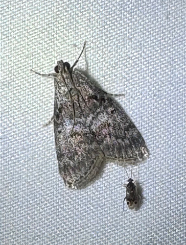Maple Webworm Moth (Pococera asperatella)