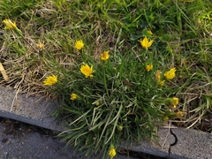 Scorzonera cana
