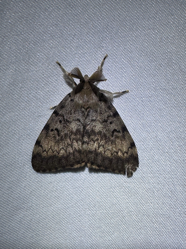 Spongy Moth (Lymantria dispar)