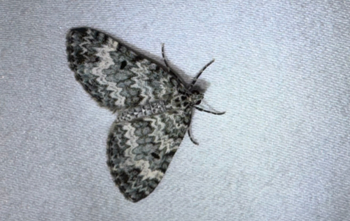 Double-banded Carpet Moth (Spargania magnoliata)