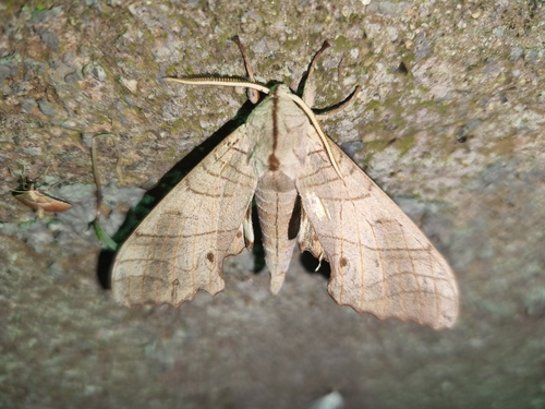 Marumba sperchius