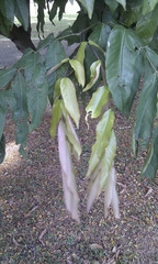 Saraca thaipingensis