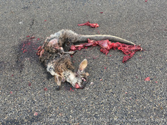 Notamacropus eugenii