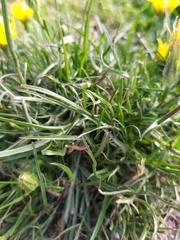Scorzonera cana