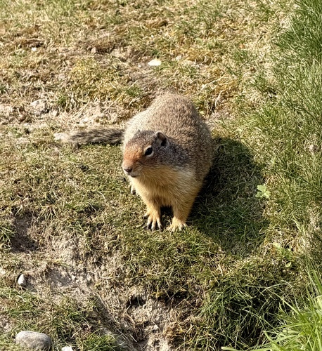 Columbian Ground Squirrel observed by lophozia17