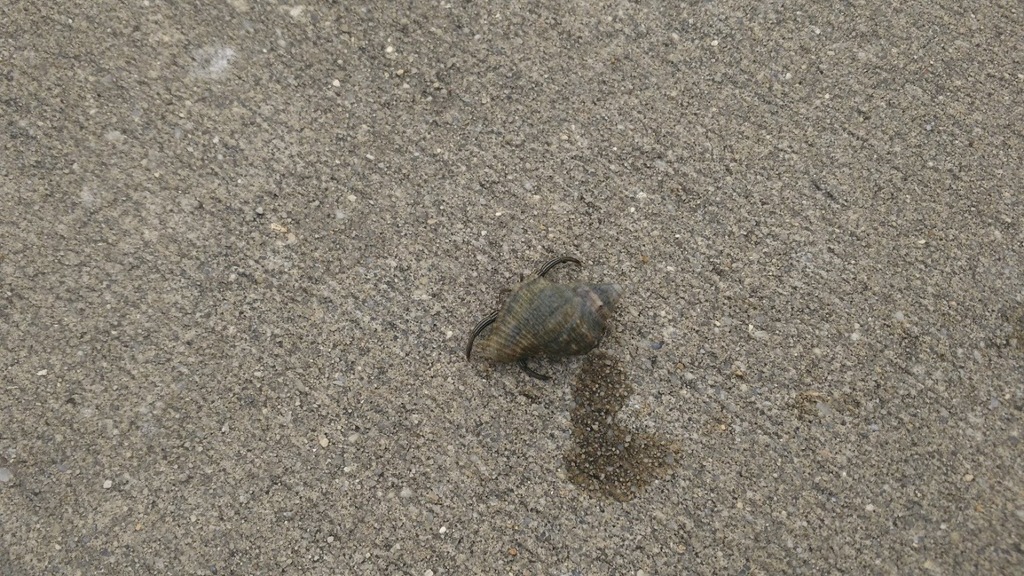 Thinstripe Hermit Crab from Perdido Key, FL 32507, USA on February 15 ...