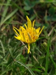 Scorzonera cana