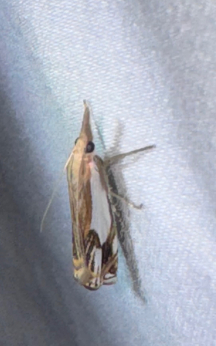 Double-banded Grass-veneer (Crambus agitatellus)