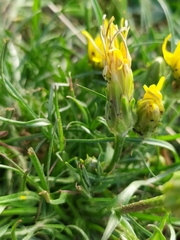 Scorzonera cana