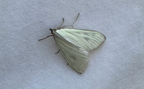 Carrot Seed Moth (Sitochroa palealis)