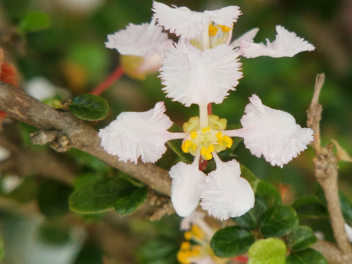 Malpighia coccigera