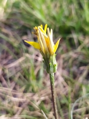 Scorzonera cana