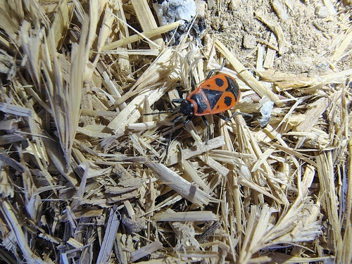 European Firebug