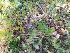 Erodium cicutarium