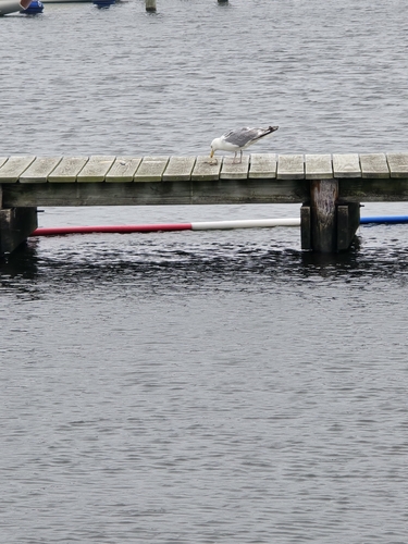 American Herring Gull observed by aaustin03
