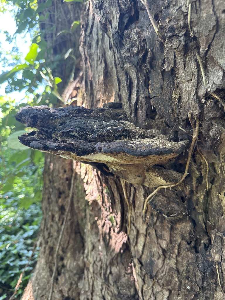 Ganoderma lobatum · July 2026 · photo: Photo: no rights reserved · iNaturalist