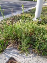 Achillea millefolium