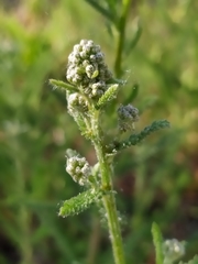 Achillea millefolium