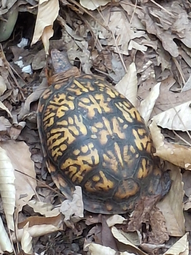 Eastern Box Turtle observed by emirislamovic