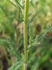 Achillea millefolium