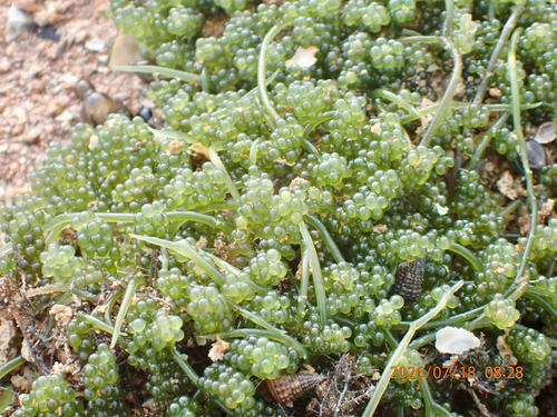 Caulerpa lentillifera observed 2026-07-18