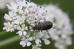 Mycterus curculioides