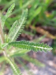 Achillea millefolium