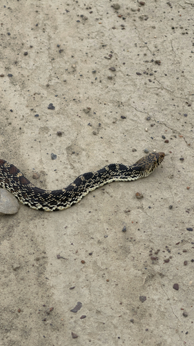 Bullsnake observed by kimjohnboom69
