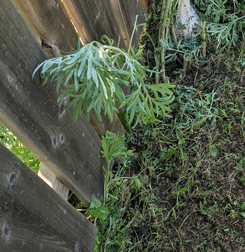 absinthe wormwood