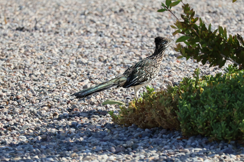 Greater Roadrunner observed by bburgnaturalist