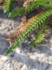 Achillea millefolium
