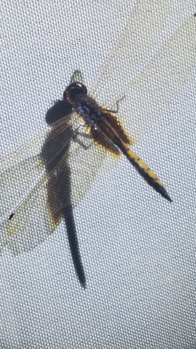 Hyacinth Glider (Miathyria marcella)