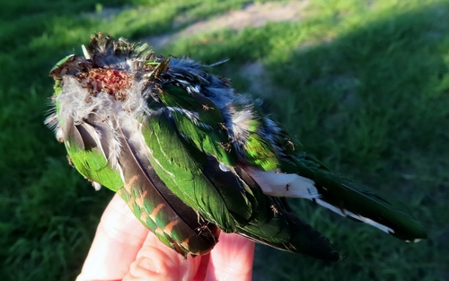 Klaas's Cuckoo (Chrysococcyx klaas), photo 7