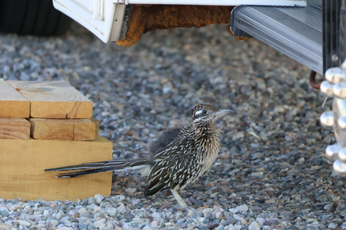 Greater Roadrunner observed by bburgnaturalist